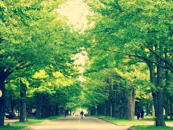 Festival de la Universidad de Hokkaido